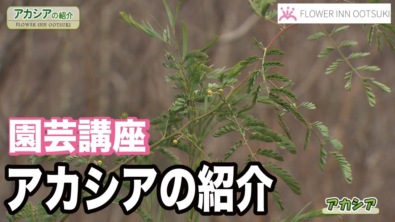 【園芸講座】アカシアの紹介 テレビ 「楽しい花辞典」放映中 FLOWER-INN OOTSUKI