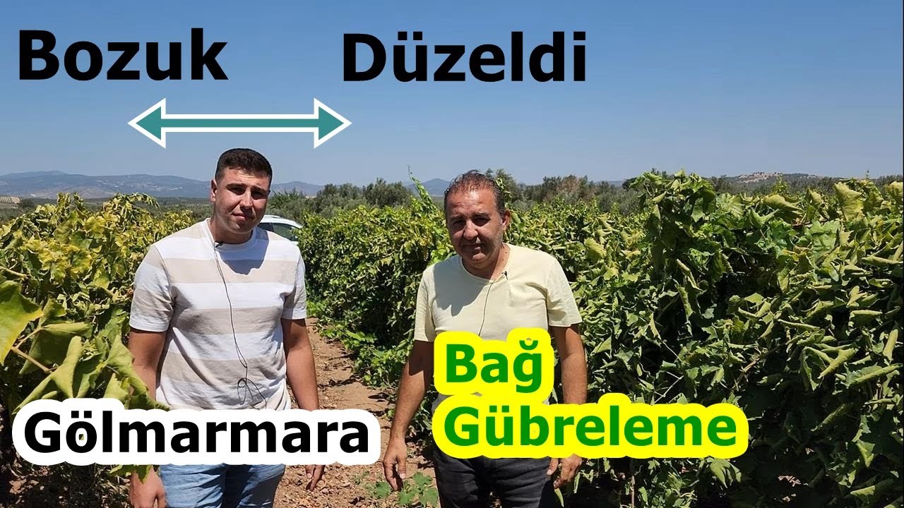 Gölmarmara - Verimsiz Üzüm Bağını Sonbahar Kış Gübrelemesi ile Verimli Hale Getirdi - Manisa