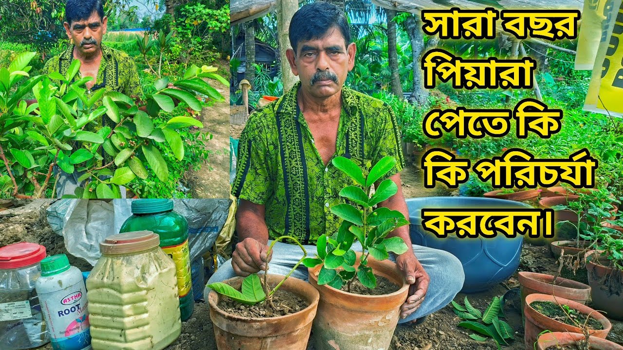 সারা বছর পিয়ারা পেতে কি কি করবেন। green paradise nursery