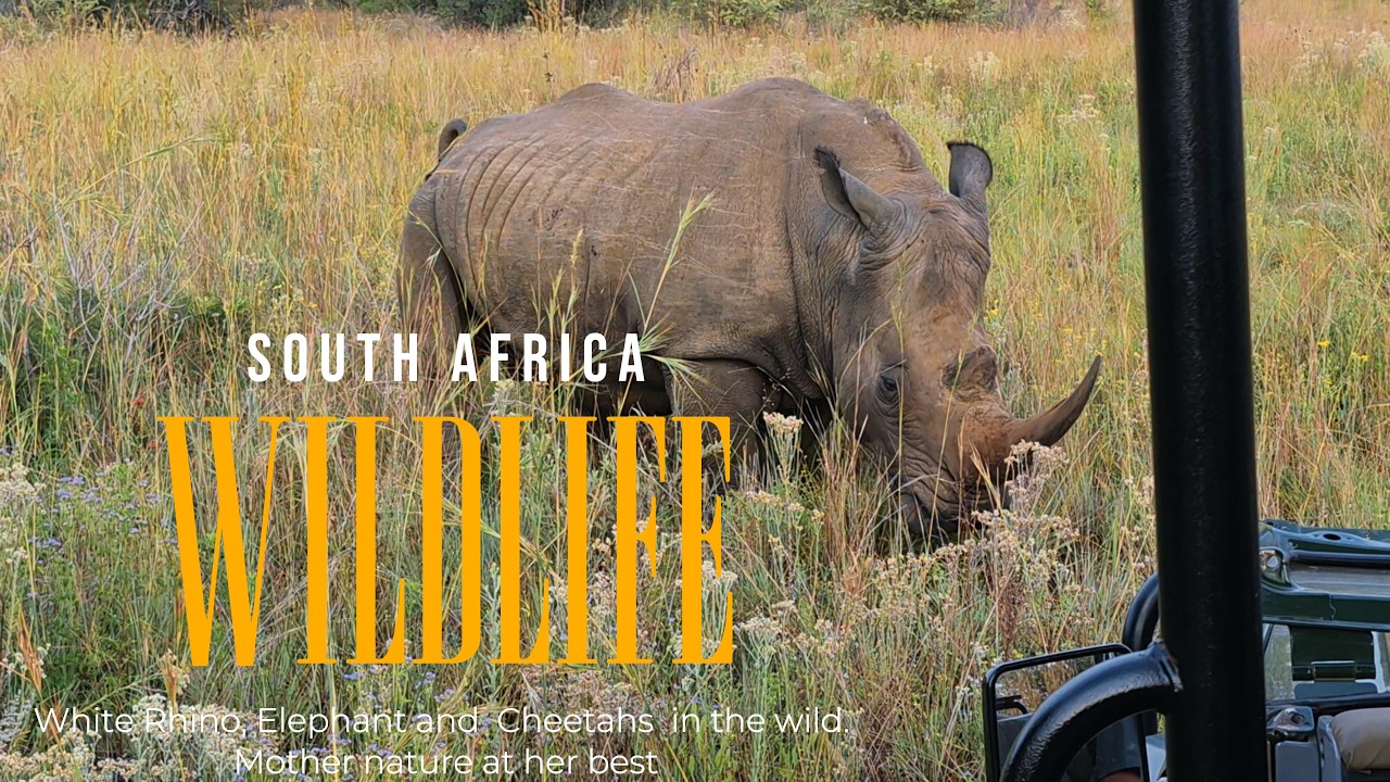 White rhino, elephant and cheetahs in the wild #nature