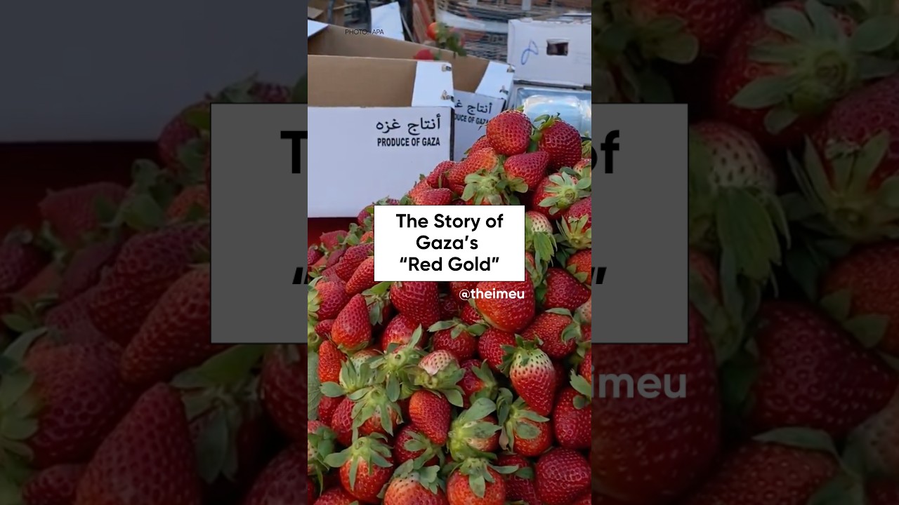 The Story of Gaza's 
