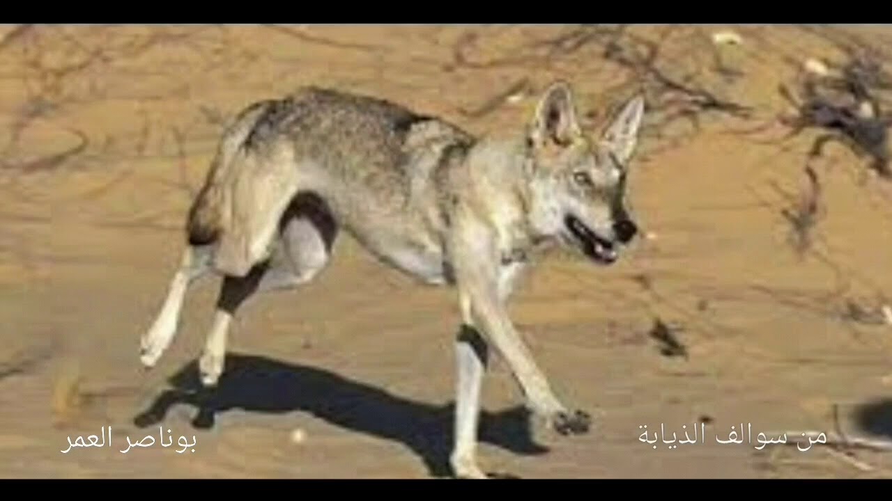 بوناصر العمر   من سوالف الذيابة  ٢  الكويت 🇰🇼  ٢٠٢٠/٣/٣١ م 🐺