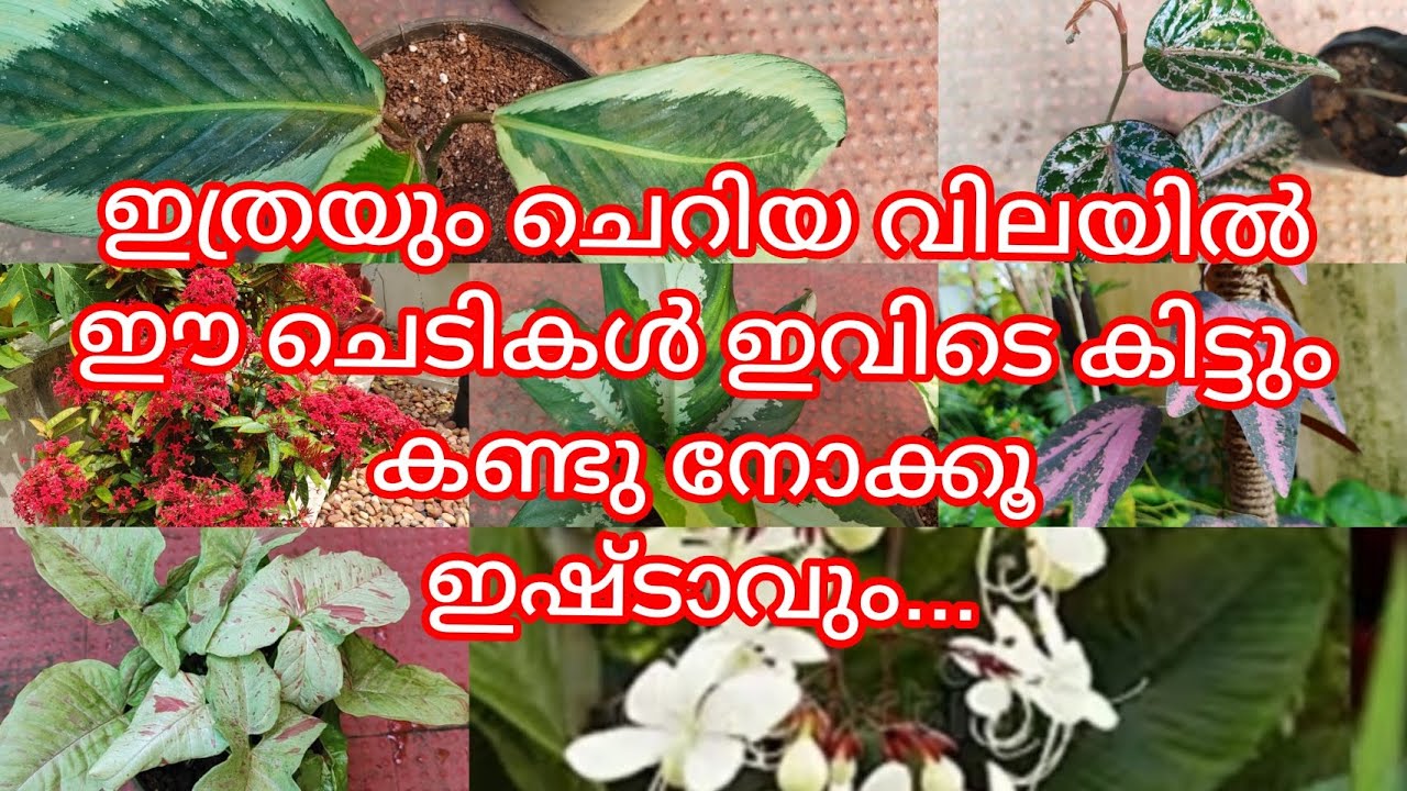 ഒരു പാടുചെടികൾ ഒറ്റ വീഡിയോയിൽ Low cost plants sale video /ph9446493216