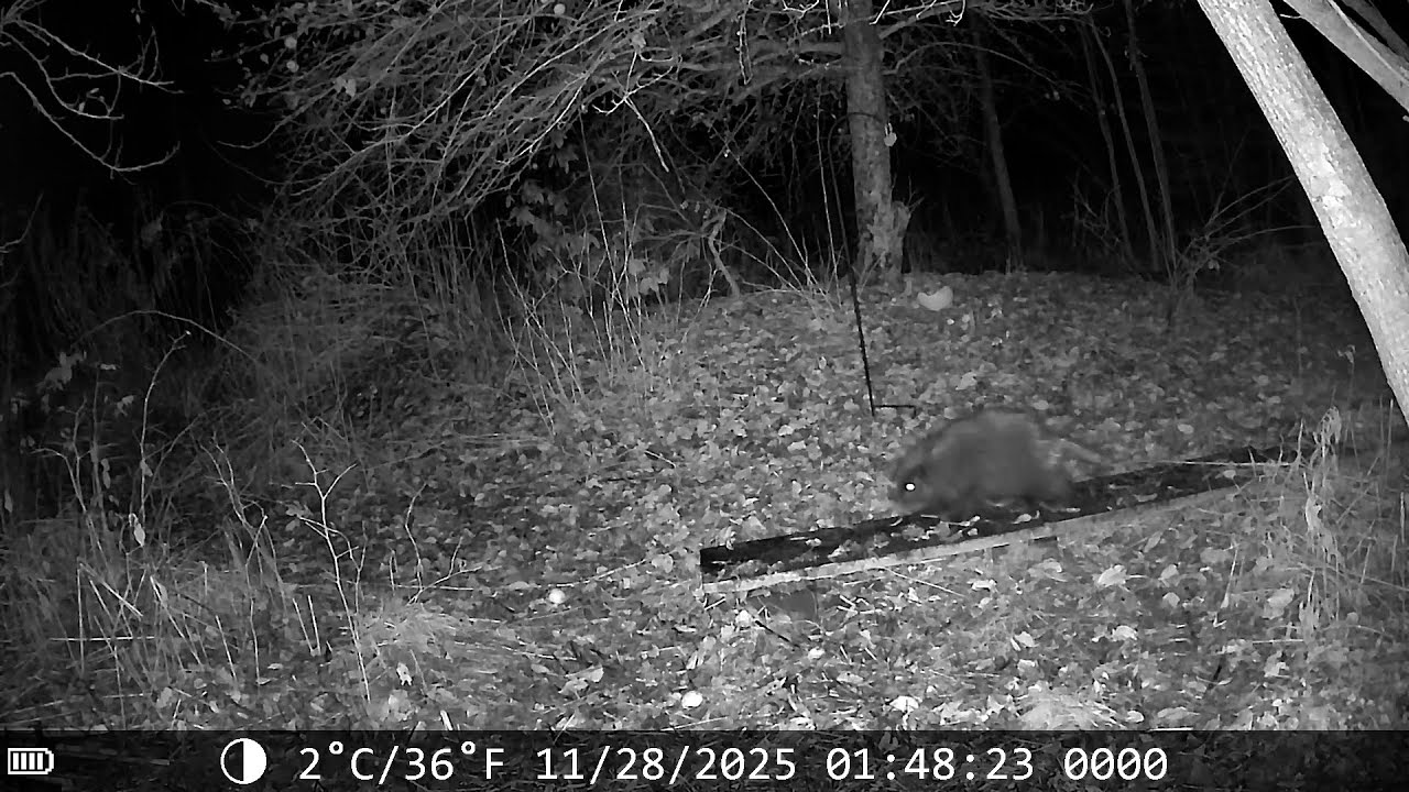 November 26, 27 and 28 Just a busy Porcupine