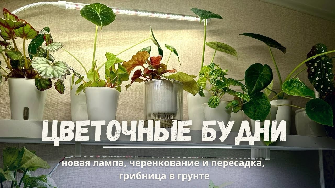 ЦВЕТОЧНЫЕ БУДНИ N3🪴Лампа минифермер, пересадка, черенкование и грибница в грунте.