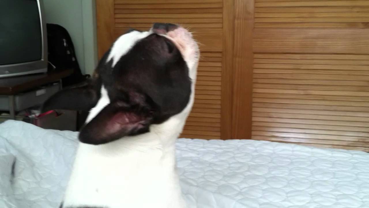 Brutus sings Happy Birthday!