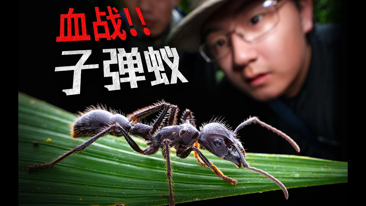 被世界上蜇人最疼的昆虫集群攻击！！最后的探险，逃离拉美无人区！| 斯洛勇闯中美洲！新格拉纳达的救赎 · 完