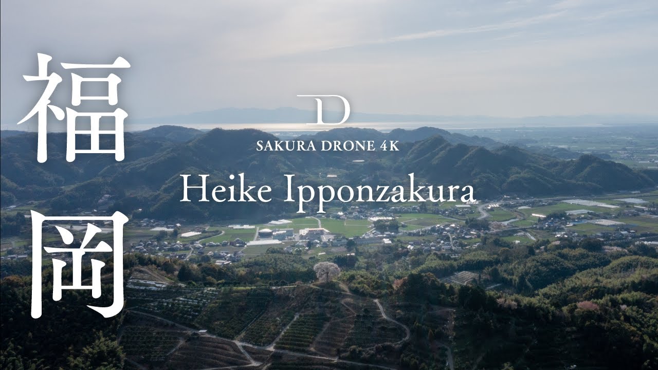 [桜ドローン撮影4K]福岡県みやま市平家の一本桜 / Heike Ipponzakura, Miyama, Fukuoka | 桜ドローンプロジェクト