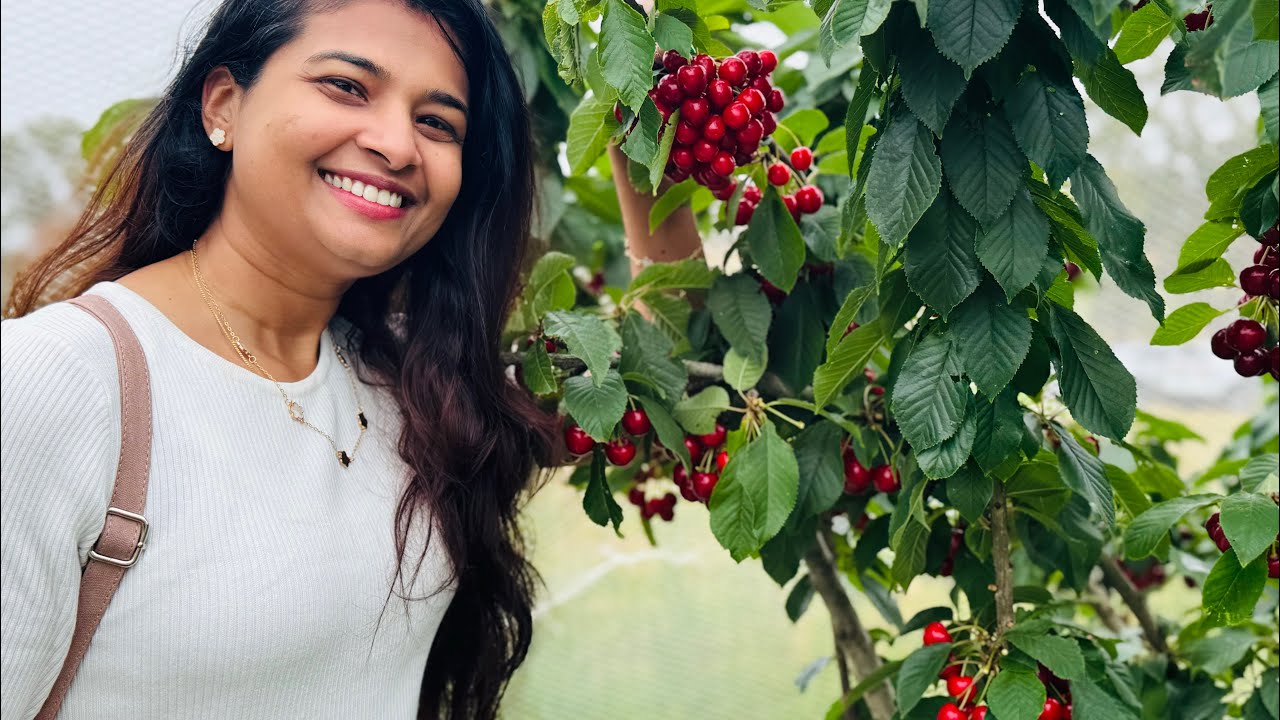 Cherry 🍒 Picking in Adelaide 🌞 #hills#sommer #latest 