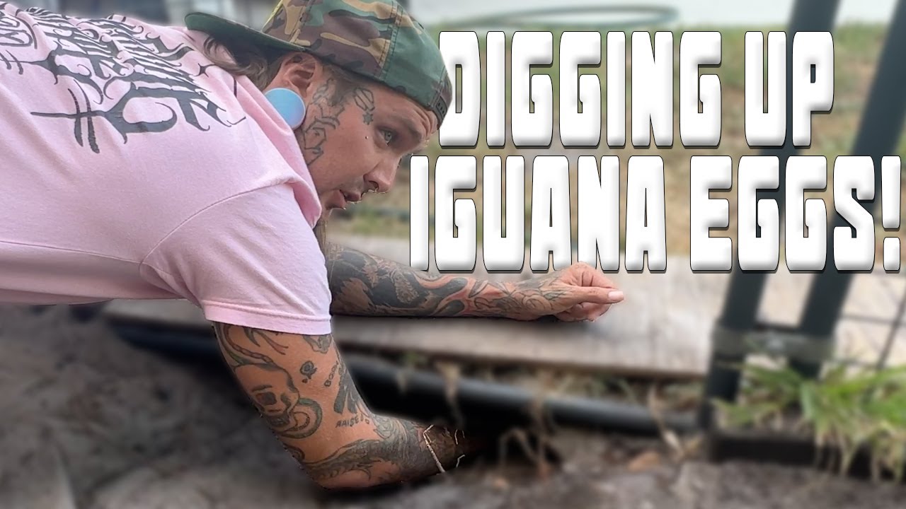 MY RHINO IGUANA LAID EGGS!!!! ARE THEY GOOD???