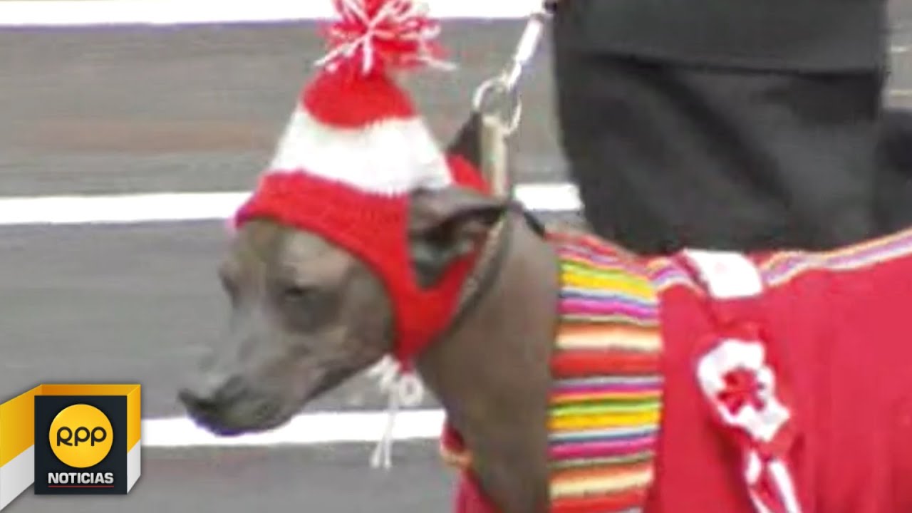 Gran Parada Militar: desfile de la compañía de la policía canina│RPP│