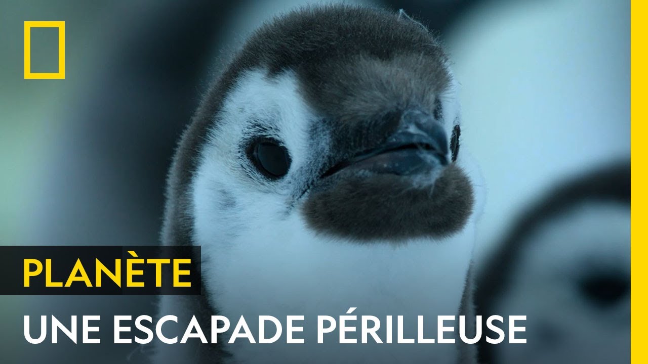 Des centaines de bébés manchots sont coincés sur une falaise de 15 mètres de haut