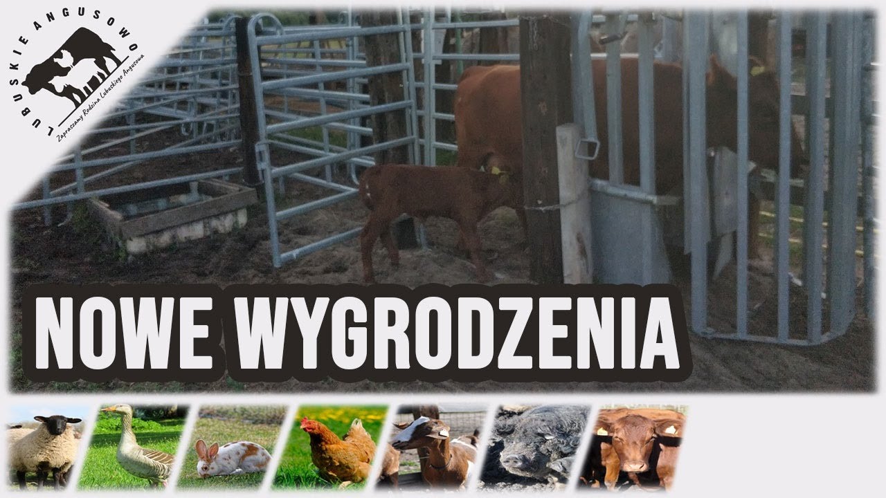 Lubuskie Angusowo - S3 E22 - Nowe wygrodzenia u Angusów