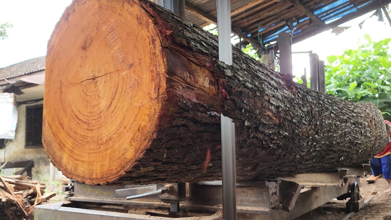 uncovering giant redwood fibers at the sawmill!! 