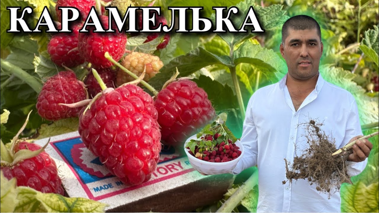 Пулни супуриб олиш шу бўлса керак Малина ремонтантная Карамелька нави. Ўзбекистон иқлимига мос келди