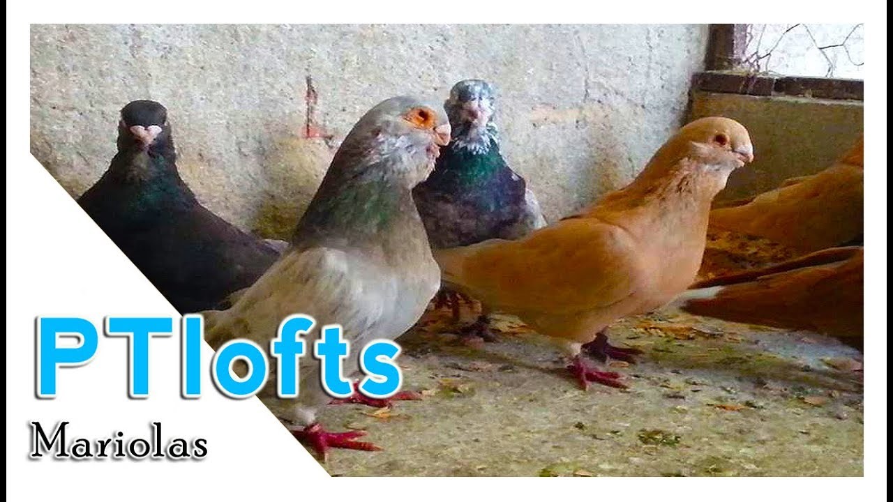 Mariola portuguese pigeons - Portugal