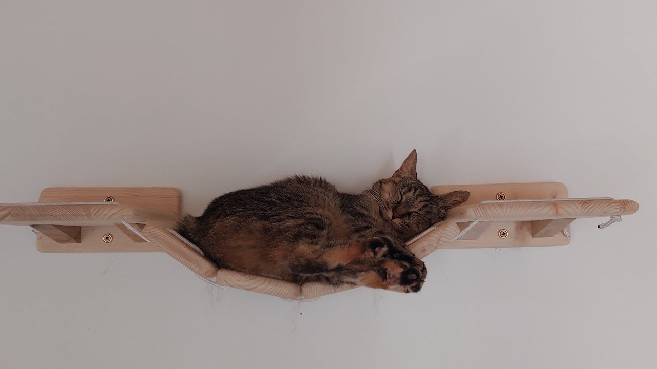 Percorso per gatti