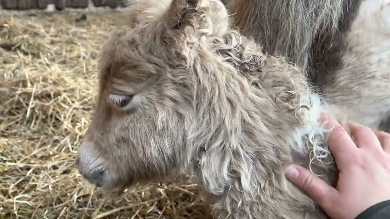 Wieke schenkt mir mein absolutes Traumfohlen ❤️🥰