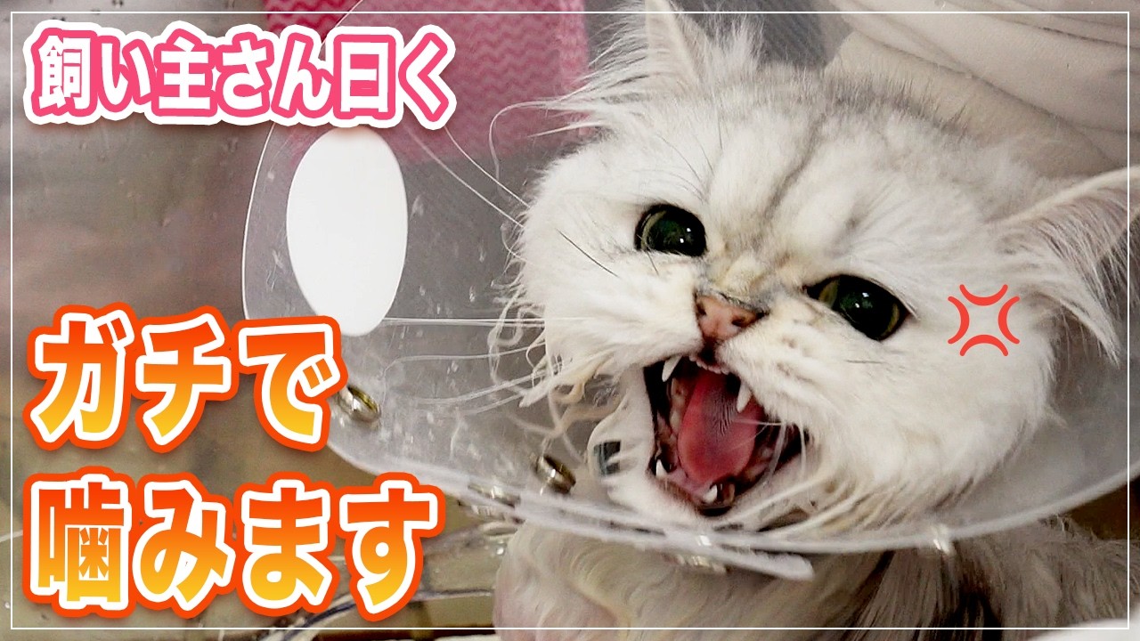 【わたぽこちゃん】飼い主さん曰く噛む時はガチで噛みます！でも、みーちゃん先生にはかなわなかった【ペルシャ】