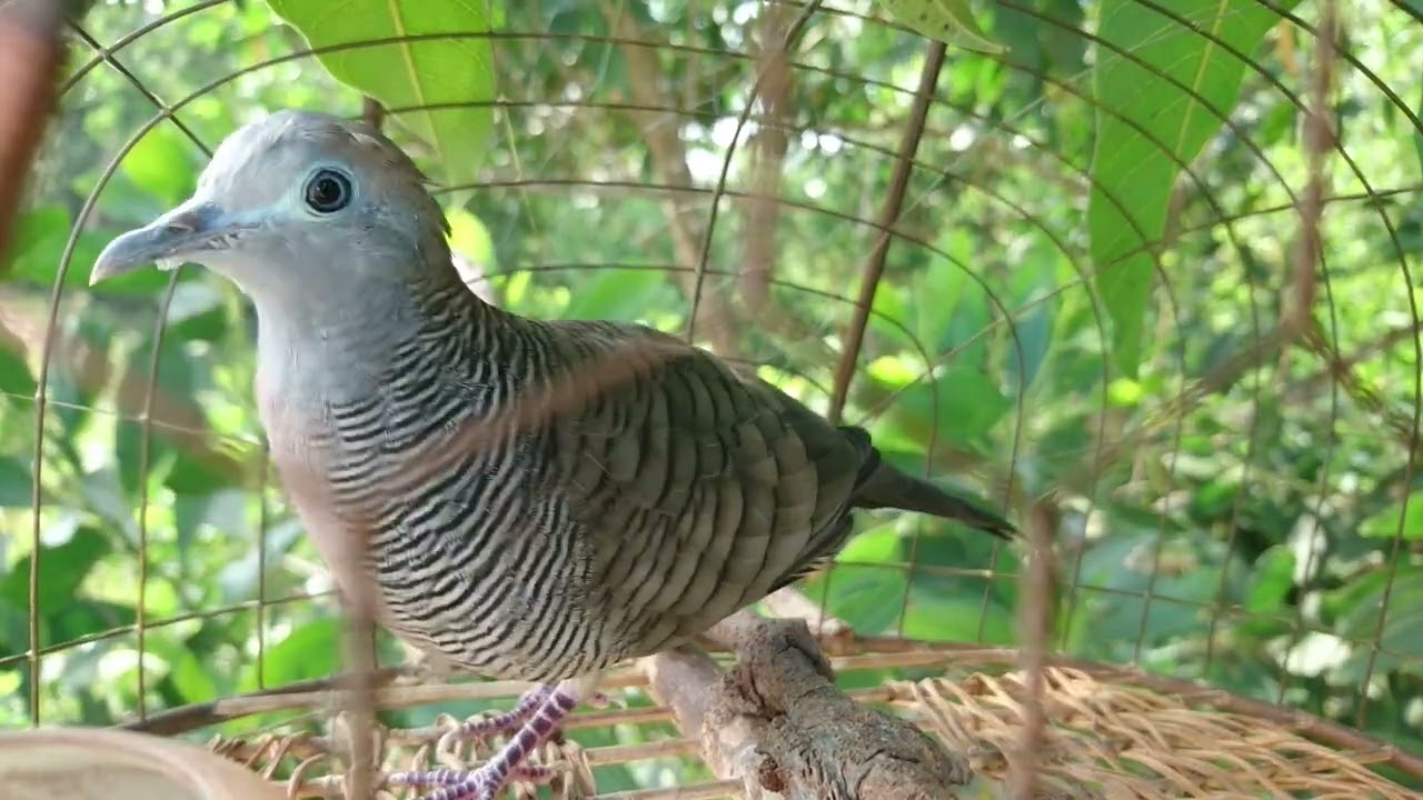 si token dgn aksi tak mengecewakan