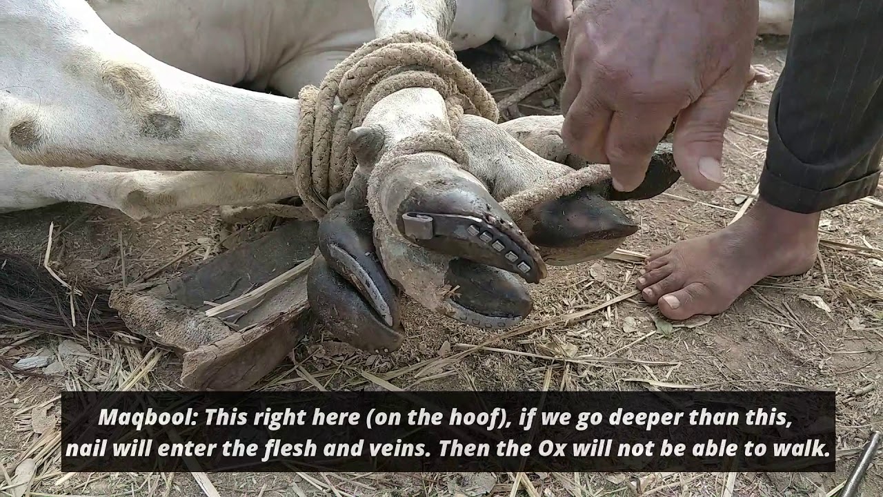 How To Shoe An Indian Ox (hallikar) - The Traditional Way