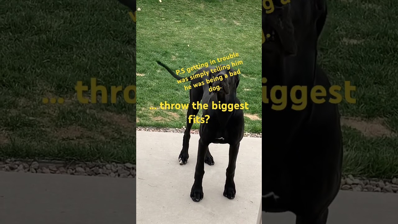 Great Dane temper tantrum