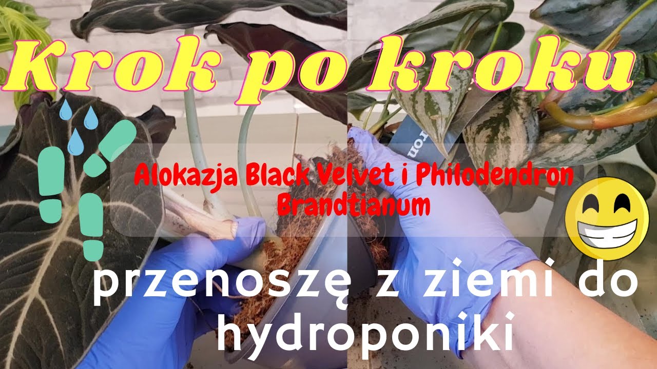 Z ziemi do hydroponiki krok po kroku. Alokazja Black Velvet i Philodendron Brandtianum kupione w OBI