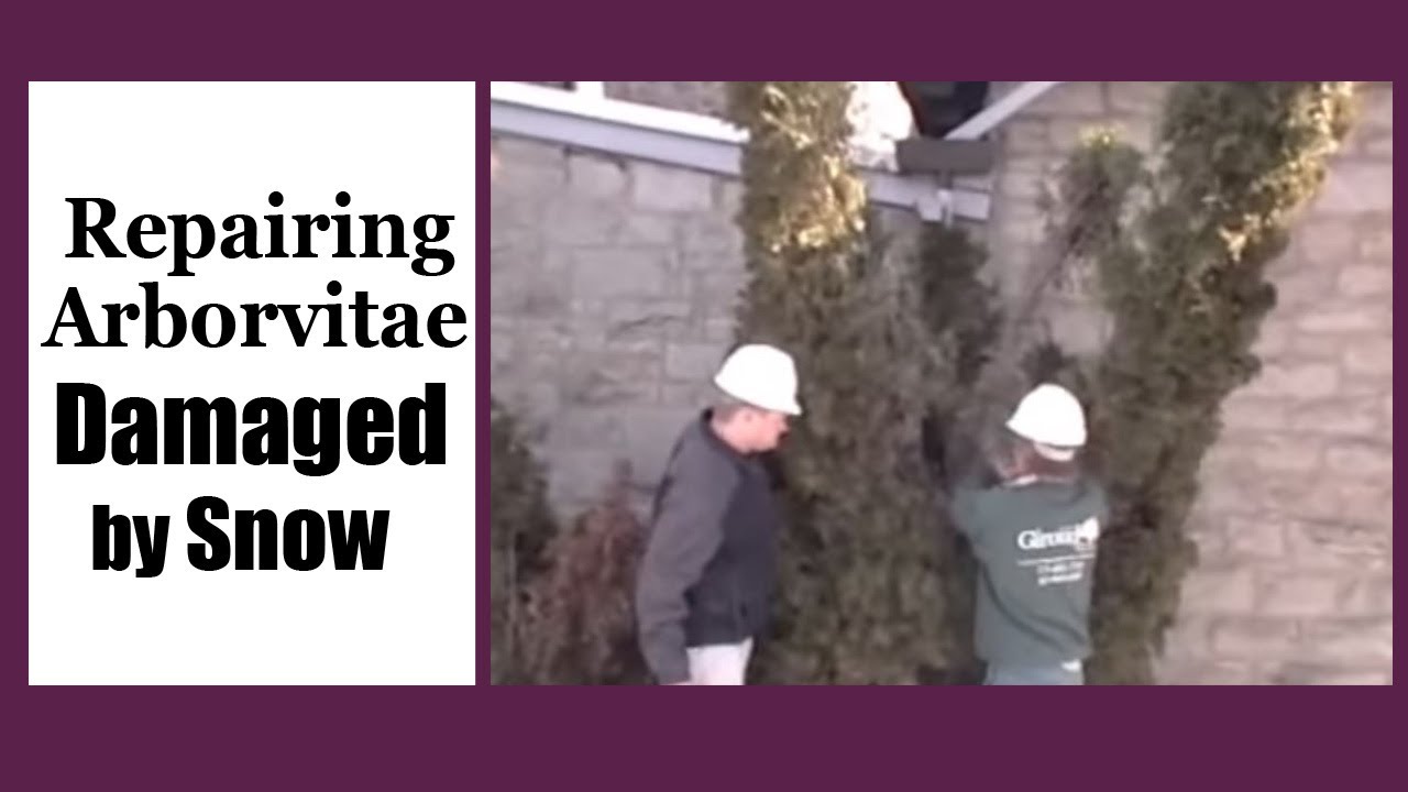Repairing Arborvitae Damaged By Snow