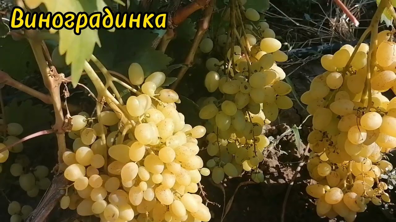 Кш.Соломия.
