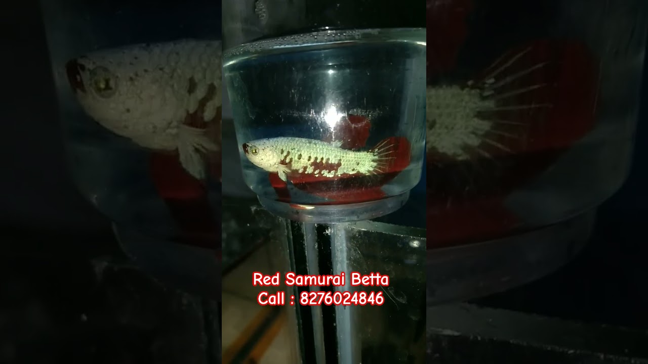 Red Samurai Betta Top Quality #fish #thailandbetta #bettafish #bettashow