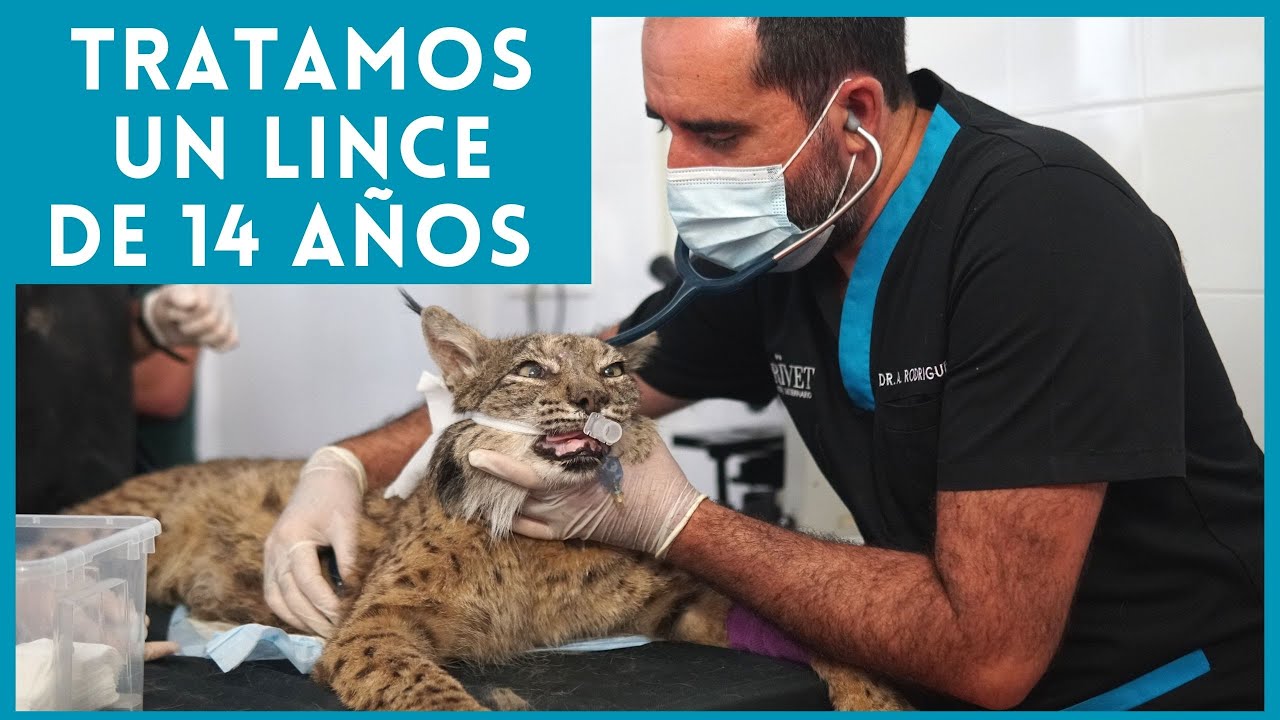 UN LINCE IBÉRICO DE 14 AÑOS LLEGA AL HOSPITAL VETERINARIO PRIVET 🐅