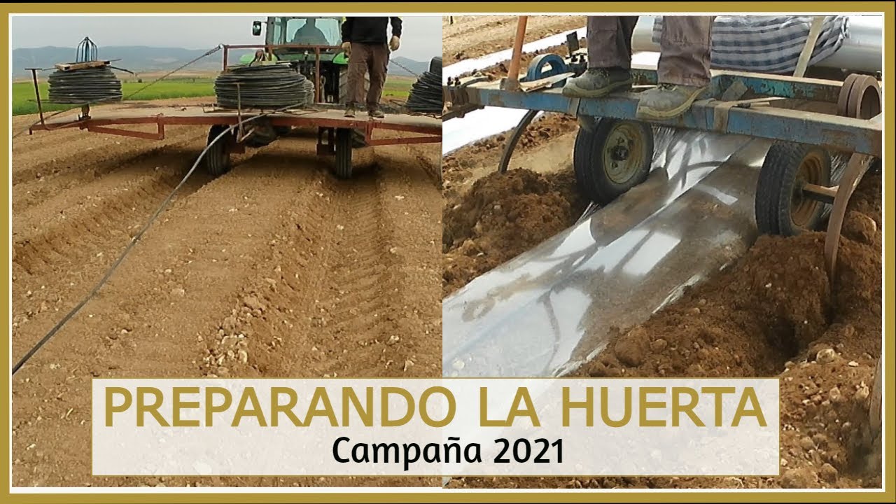 PONIENDO PLÁSTICOS Y GOMAS PARA MELONES