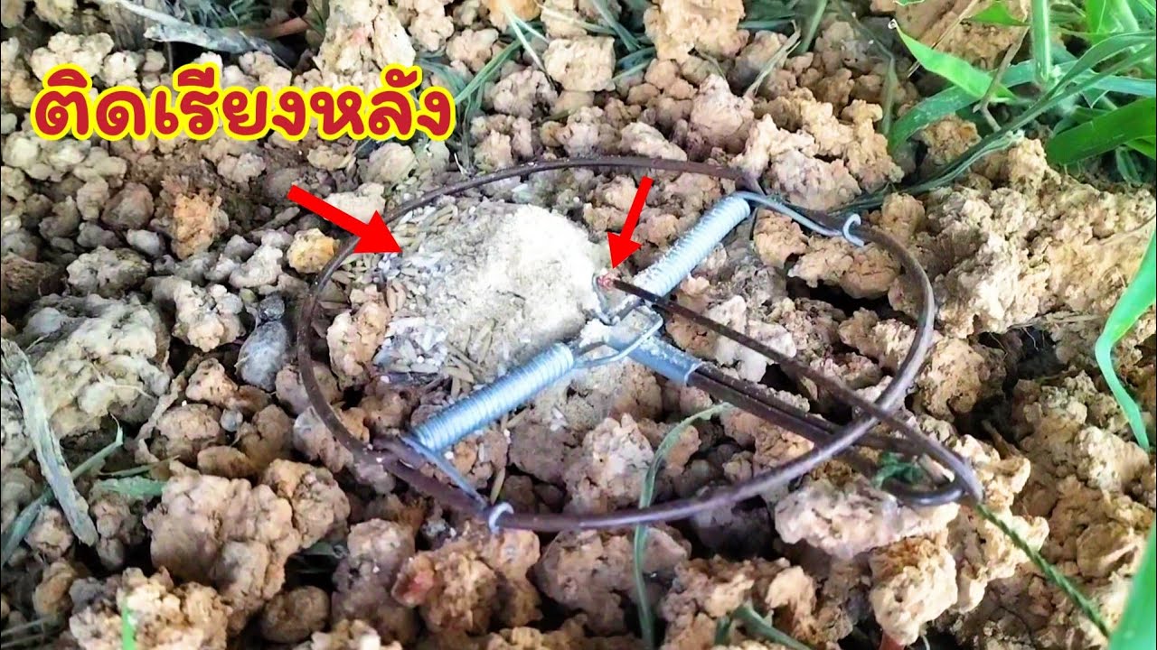 ดักหนูนาหาอยู่หากิน ลุ้นหนักมาก ติดเรียงหลัง ติดตั้งแต่หลังแรกยันหลังสุดท้าย งานนี้หมานเกินต้านจริงๆ