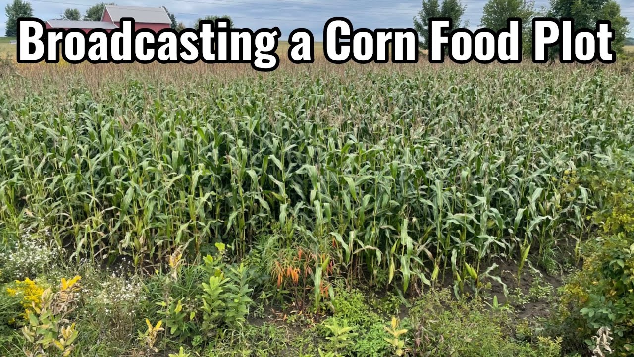 Hand Broadcasting a Corn Food Plot
