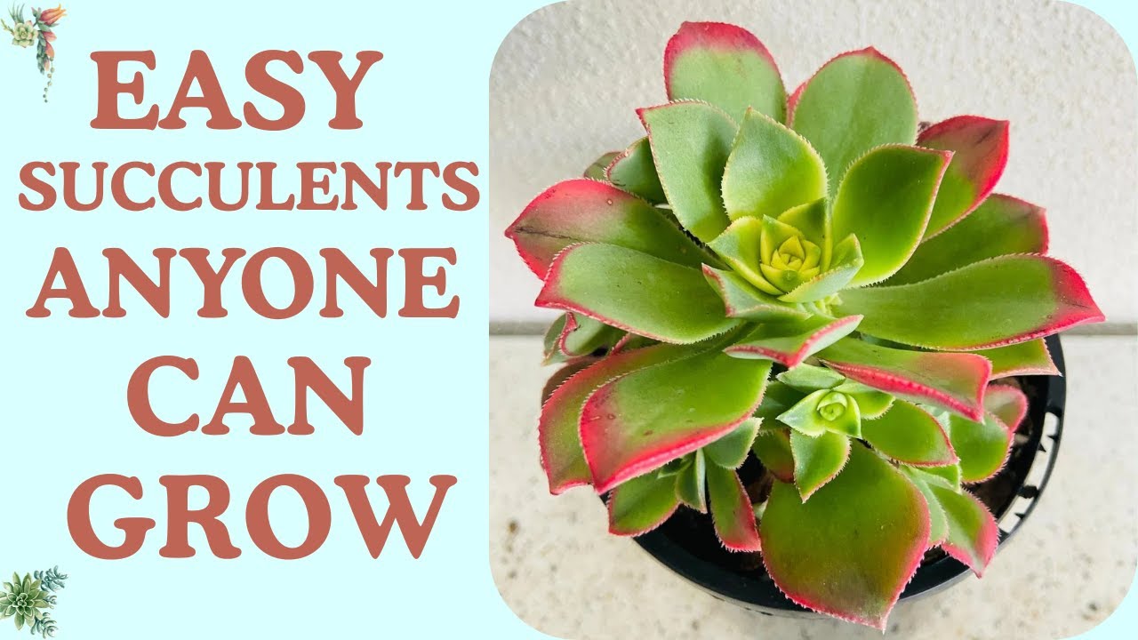 Beginner Succulent Plants | Easy Care Tips to Grow Thriving Succulents