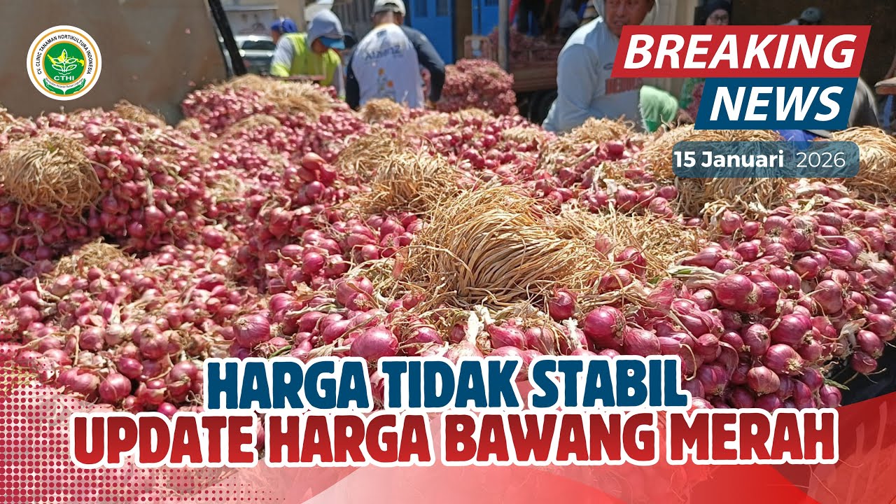 WADUH HARGA TIDAK STABIL STOK NAIK TURUN | INFO HARGA BAWANG MERAH TERBARU 15/1/2026