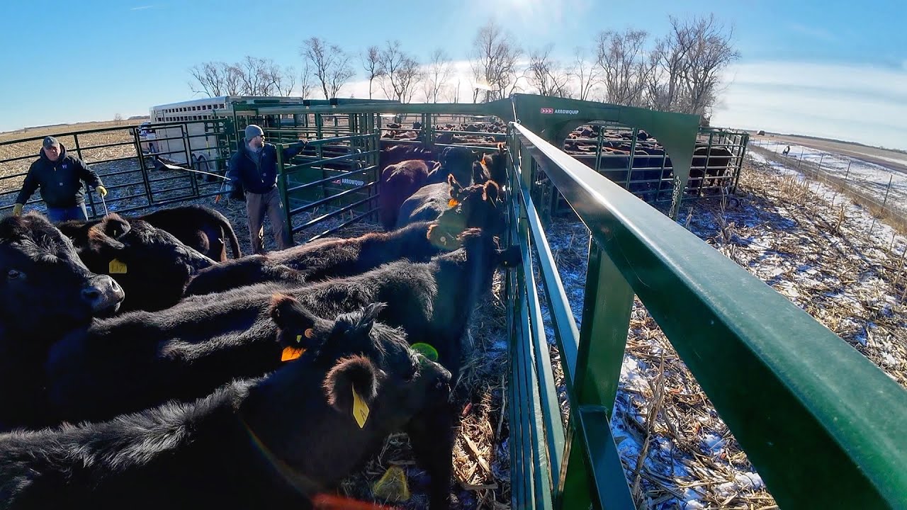 Delivering Pregnant Cows to Fresh Corn Stalks