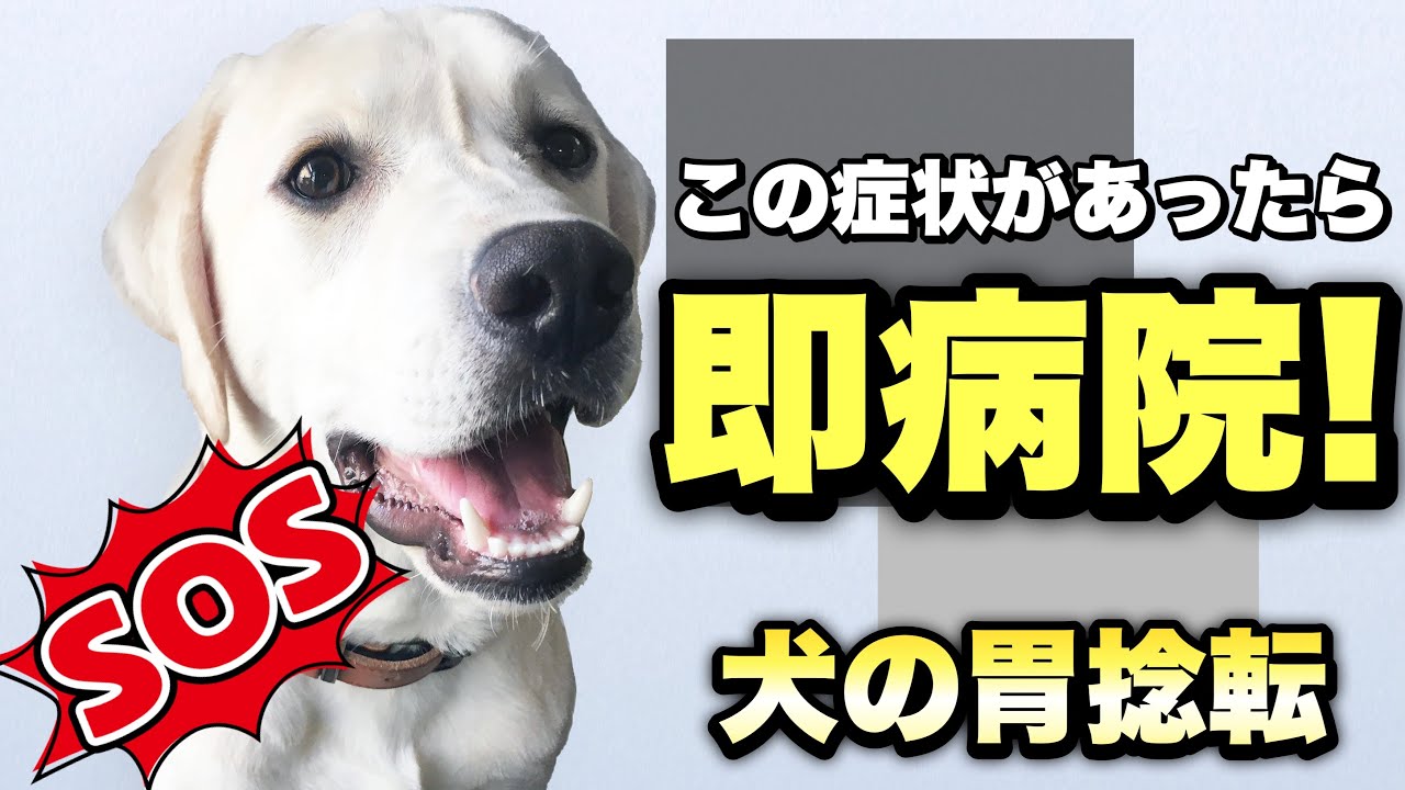 【愛犬のための知識】犬にこの症状があったらすぐ病院へ！胃捻転｜獣医
