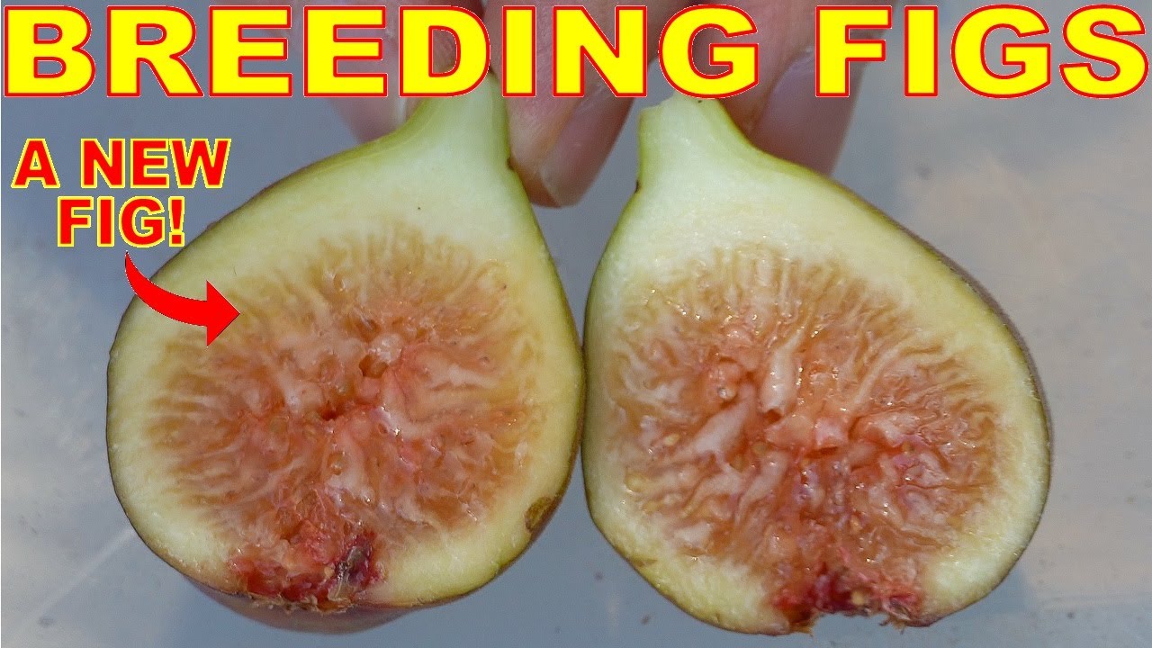 SUCCESS! We Bred Our First BRAND NEW Fig Variety!