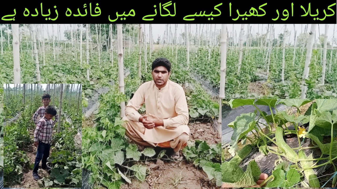 Cucumber and Bitter Gourd Farming | How to Grow Bitter Gourd and Cucumber in Tunnel Farming