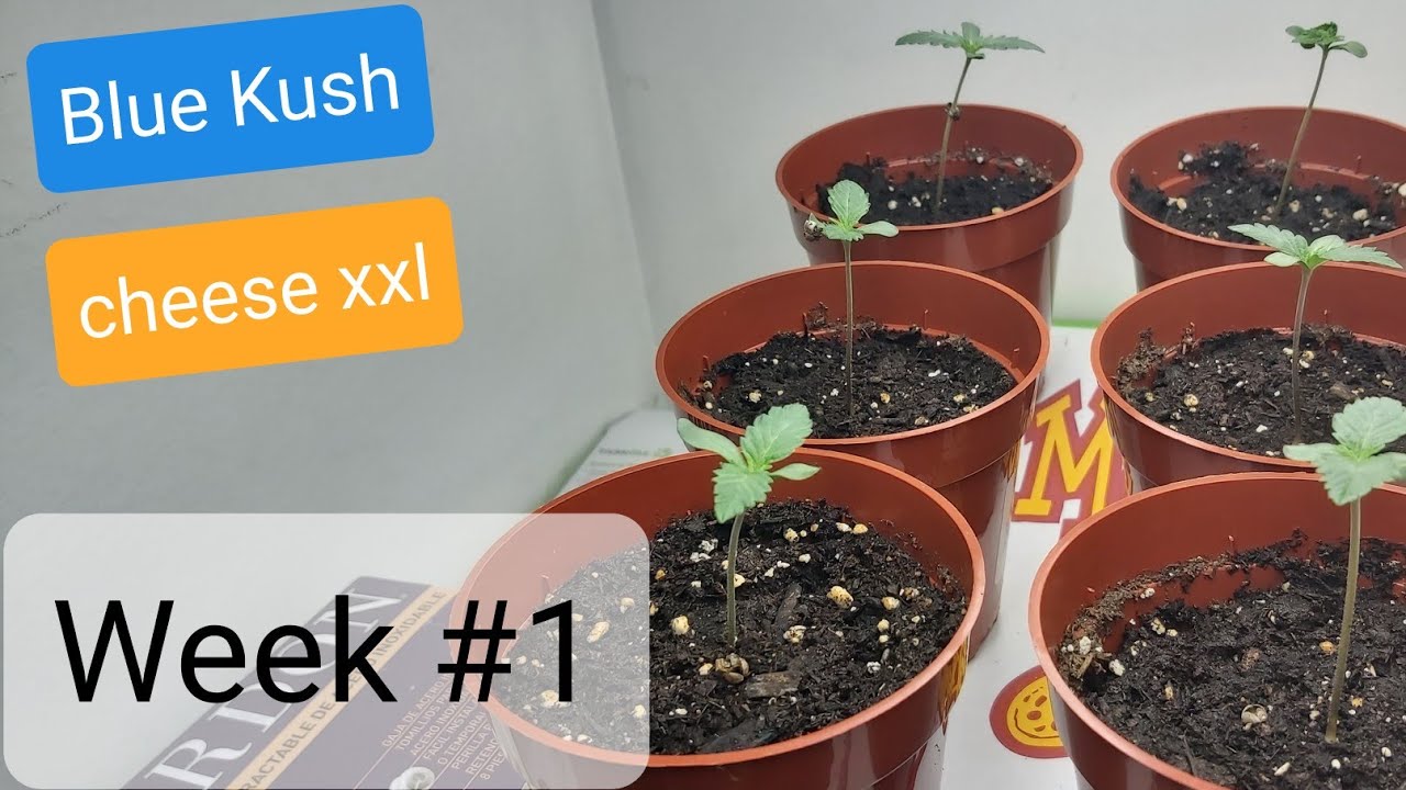 BLUE KUSH/CHEESE XXL AUTOFLOWER GROW | WEEK #1