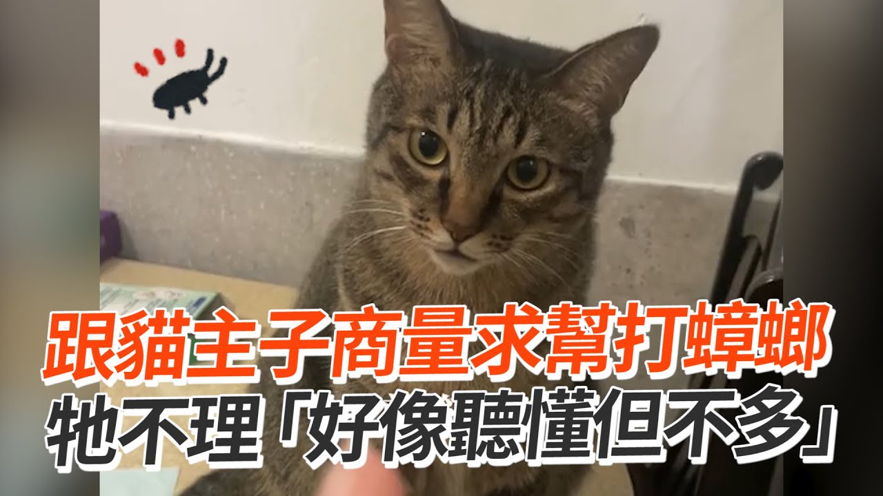 跟貓主子商量打蟑螂🥺牠好像聽懂但不多😹｜寵物動物｜貓咪｜精選影片