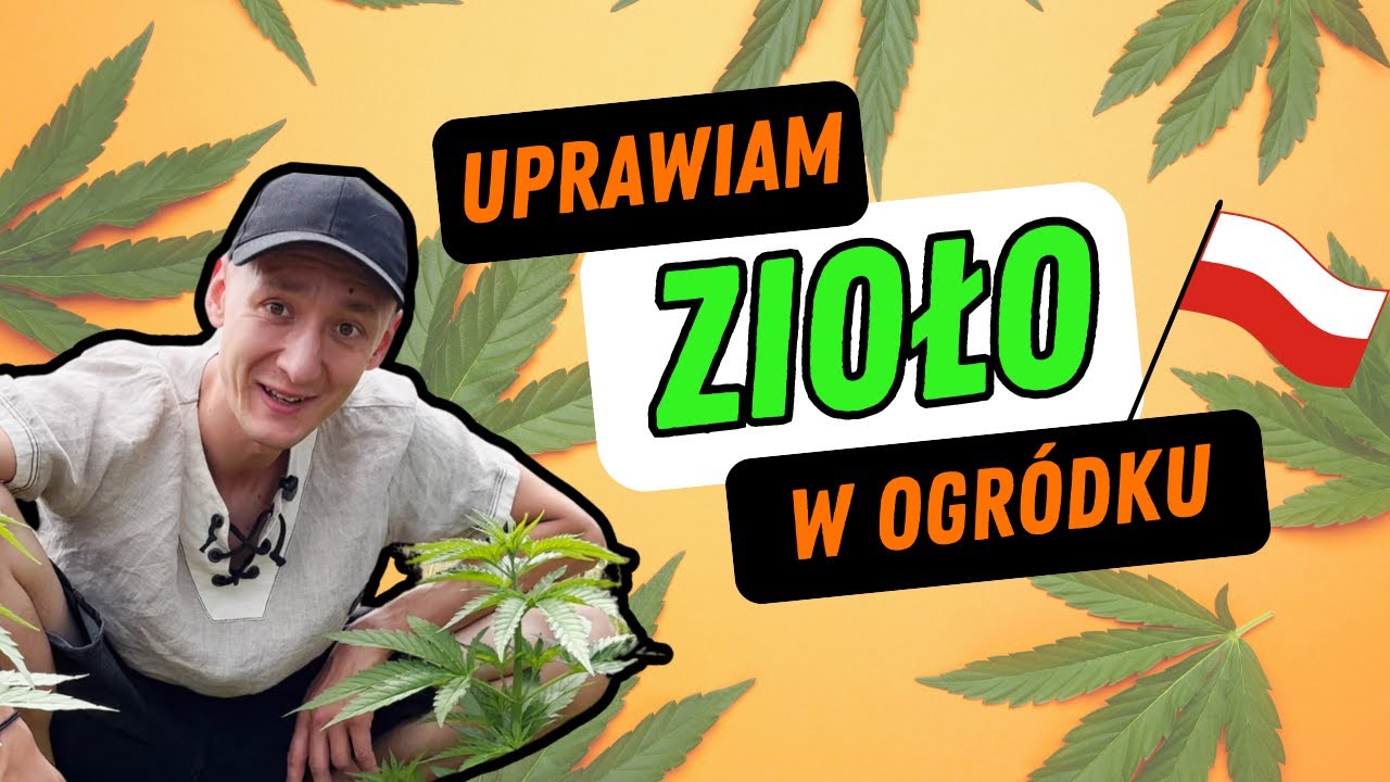 Jak legalnie uprawiać Konopie w Polsce? Uprawa Konopi we własnym ogr&oacute;dku