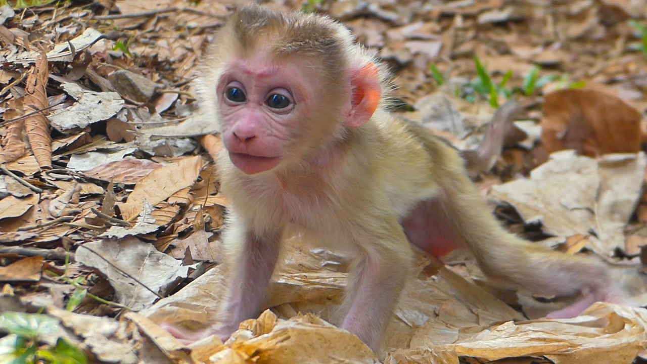 Newborn Levy&rsquo;s First Steps Caught on Camera at 5 Days Old | Levy Walks for the First Time