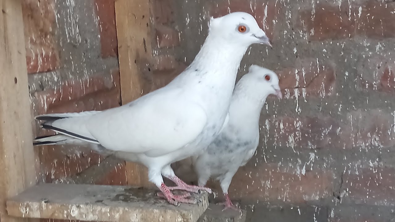 Tapan Saha Generation Madrasi Pigeon  Chotiyel |Mobarek da | 9748 414243