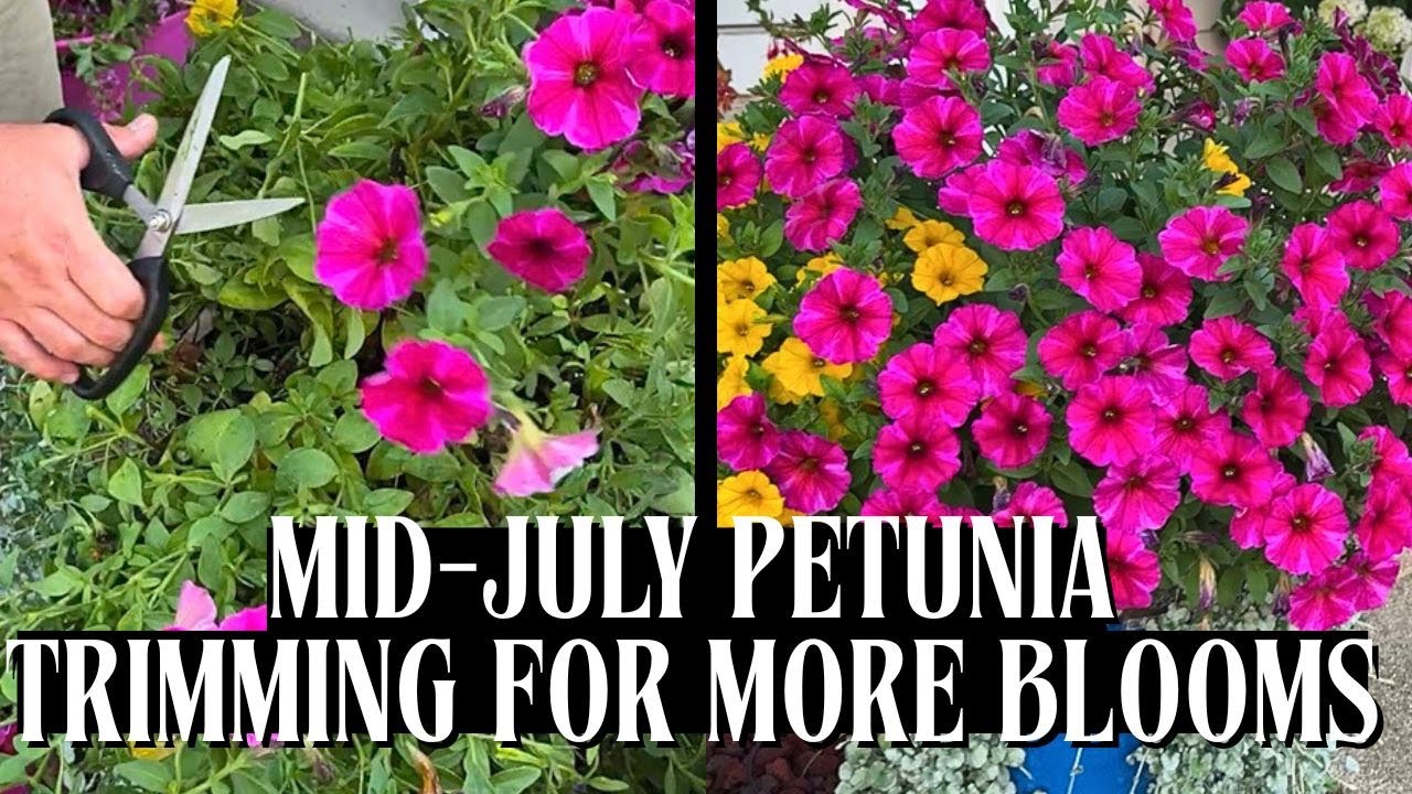 Trimming Petunias For A BIG Bloom Boost | July 2025