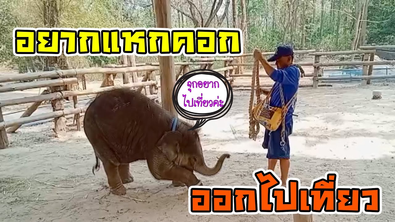 เร็วๆนี้..เตรียมพบกับ.ส้มจุกกระโดดกำแพง แน่ๆ ขยันฝึกมากๆ/ ขอเที่ยวด้วยวิธีนี้ มีเหรอที่จะไม่ได้ แสบ!