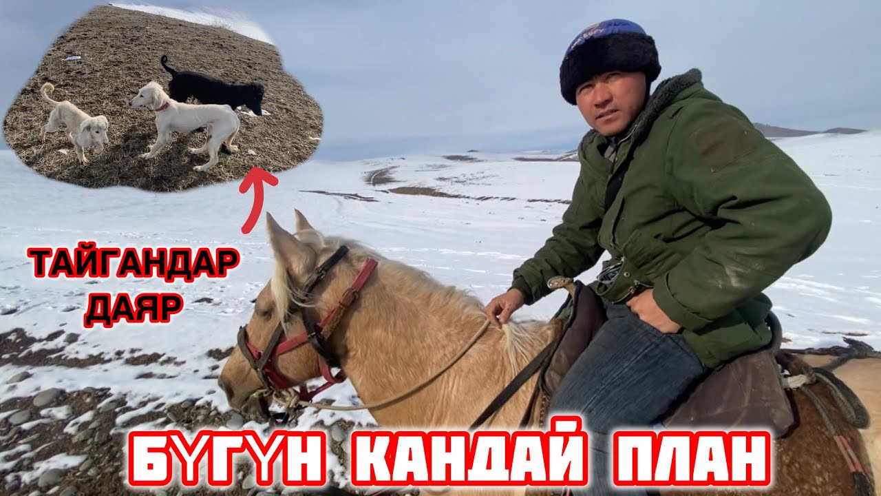 Аңчылыкты Арген кызытатда😁