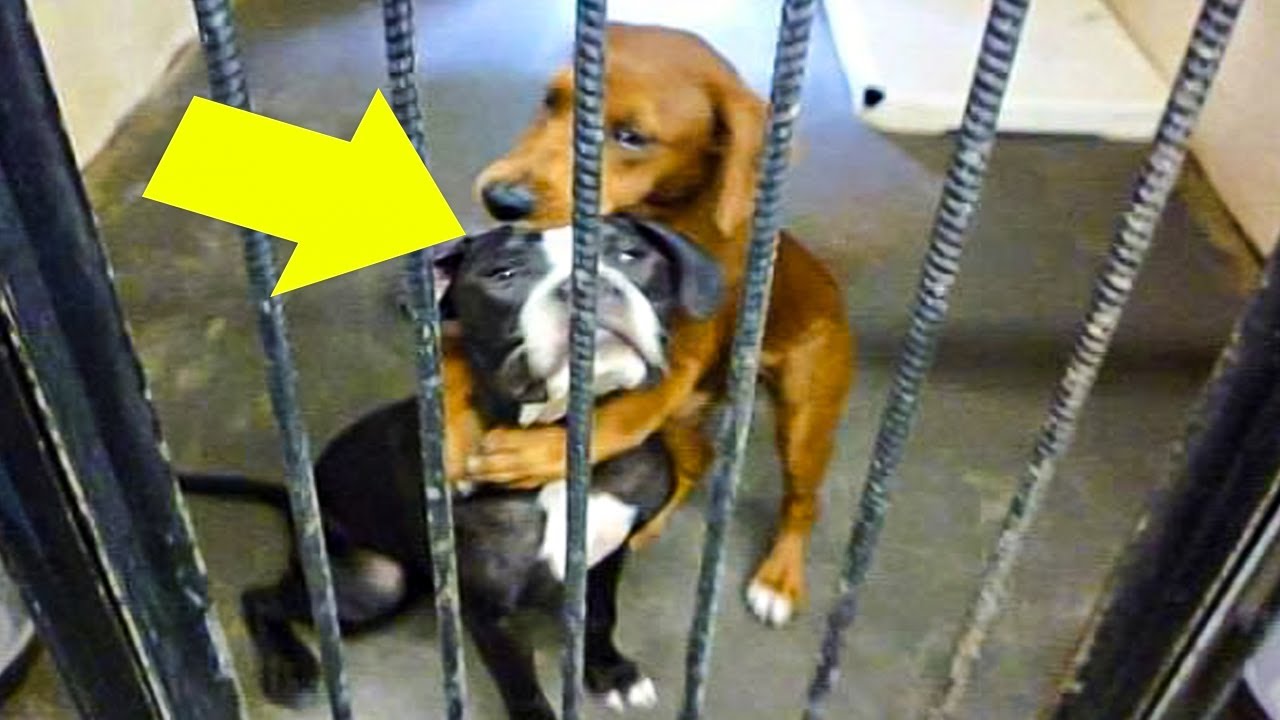 Heart-breaking Action Of Hugging Dogs Begging To Be Rescued