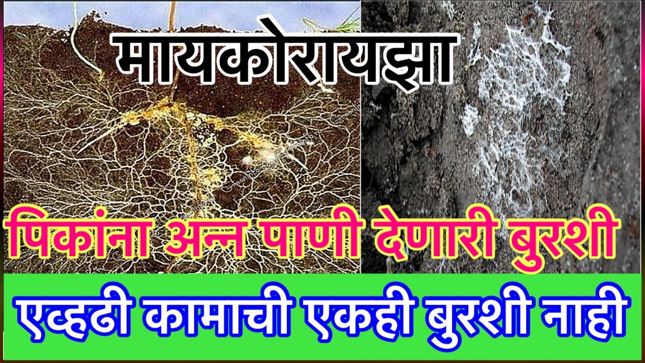 मायकोरायझा पिकांसाठी सर्वात महत्वाची मित्र बुरशी।Mycorrhiza